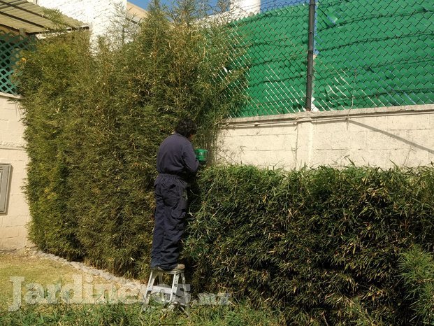 Mantenimiento de áreas verdes