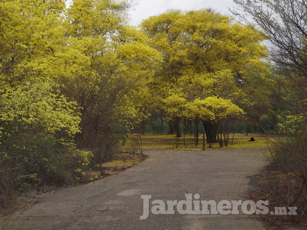 Árbol curarire , Jardín botánico, Maracaibo, Edo Zulia Venezuela