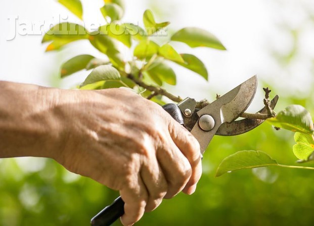 Servicios Profesionales En Jardinería