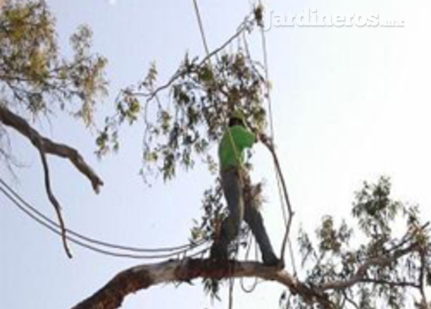 Derribo Poda De Arboles Y