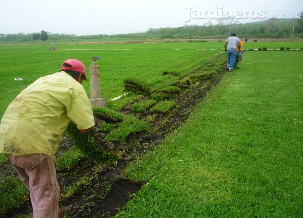 Colocación de pasto