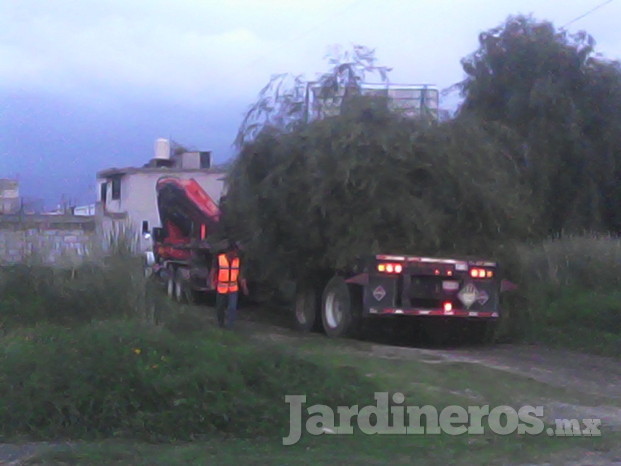 Trasplante de arboles