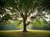Asesoría técnica en arboricultura (árboles)