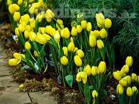 Tulipanes