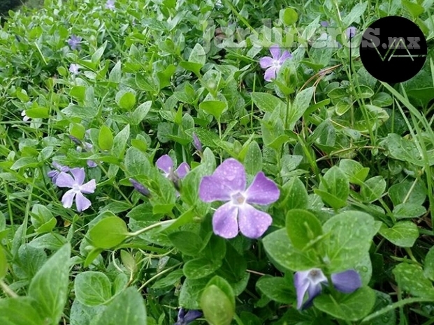 Vincas