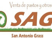 San Antonio Grass