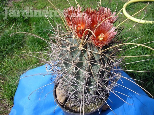 Ocosahua Mexico 