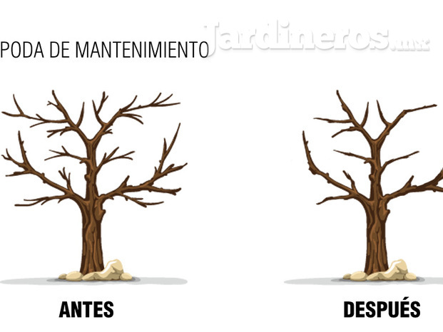 poda de mantenimiento.jpg