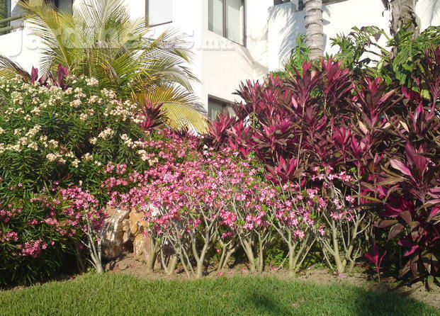 Remodelación de jardinería