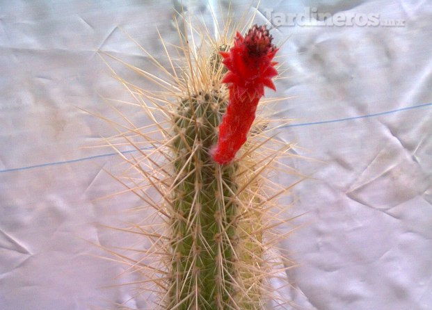 cleistocactus