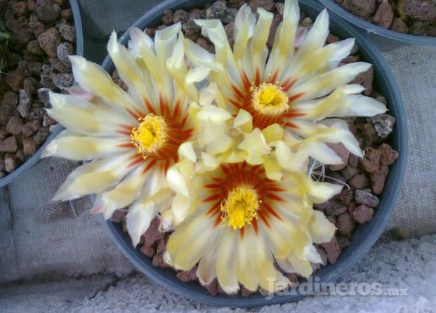 thelocactus