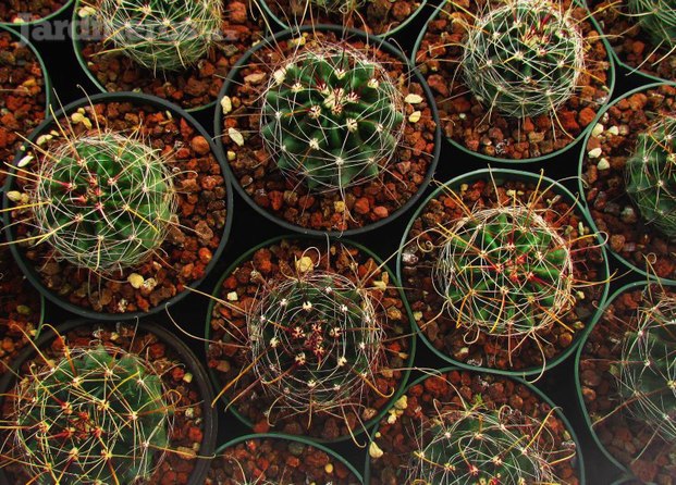 Cactáceas