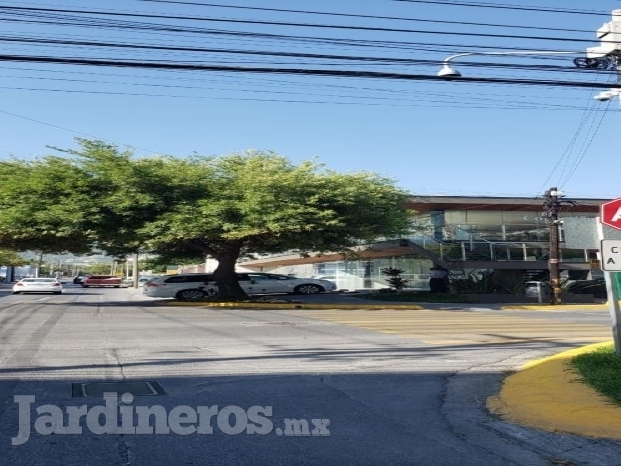 Trabajo de poda de árbol(Antes)