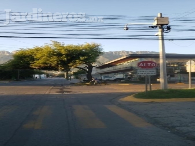 Trabajo de poda de árbol(Después)