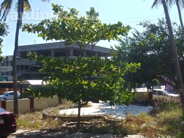 Plantación de especies arbóreas.