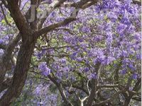 Jacaranda