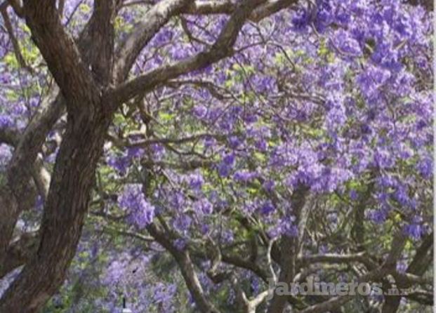 Jacaranda