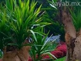 SAYAB Paisajismo y Jardinería.