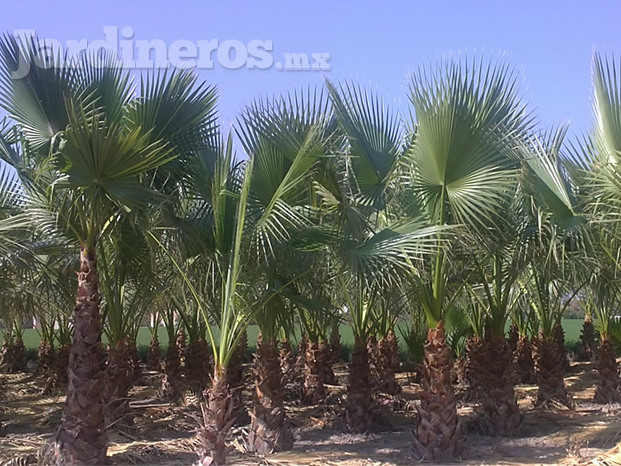 Palma Washingtonia