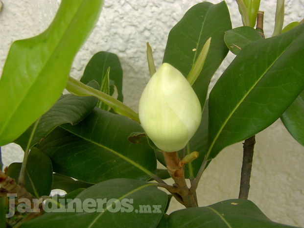 Producción Magnolia Zapopana