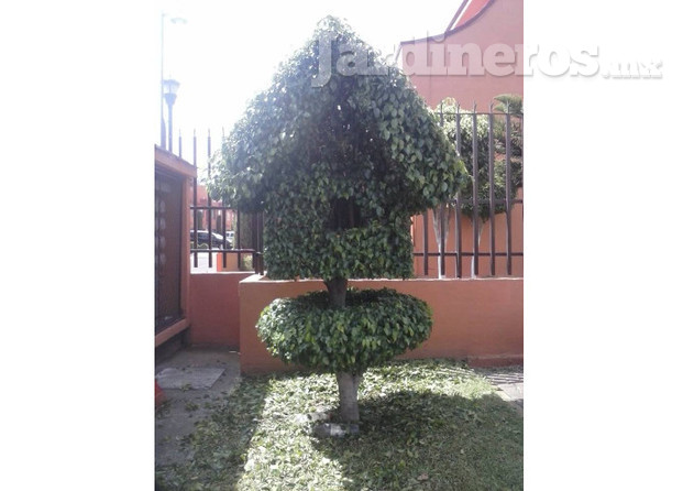 Correa Jardinería