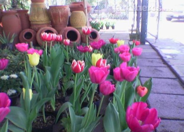 Tulipanes