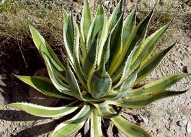 agave