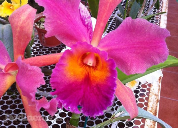 Cattleya Rosa