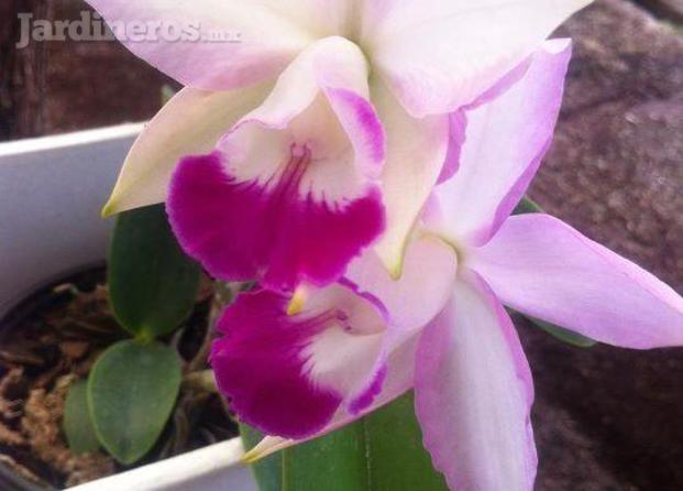 Cattleya