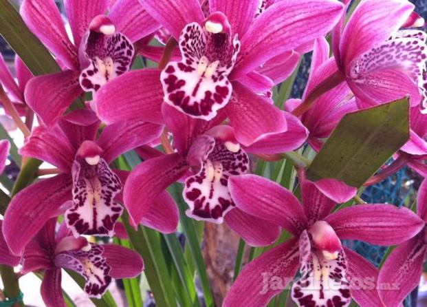 Cymbidium rojo