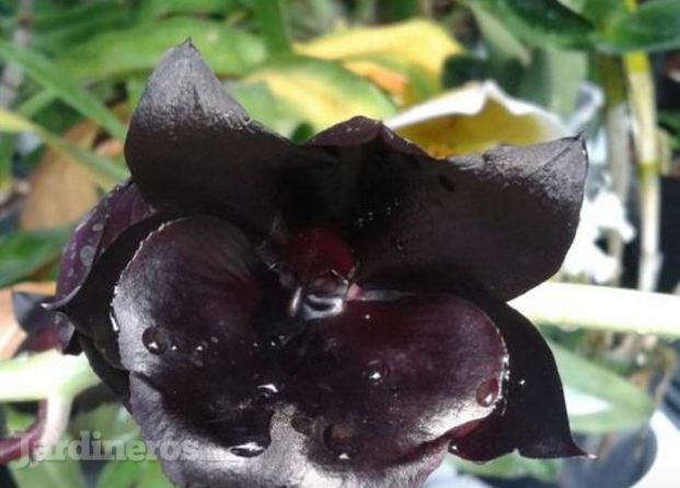 Orquídea Negra