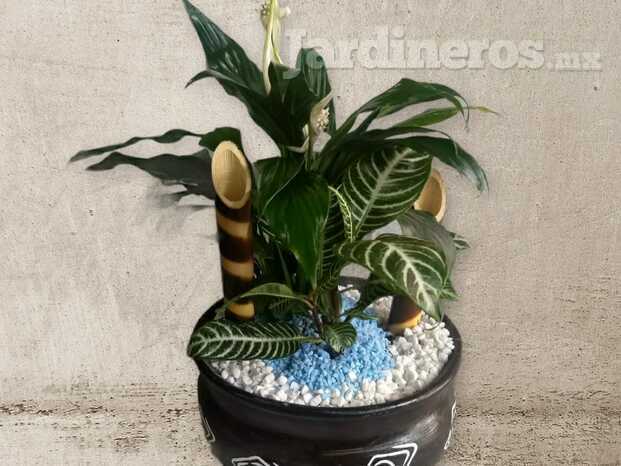 Planta a decorar