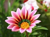 Jardinería Gazania