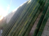 Bambú Puebla