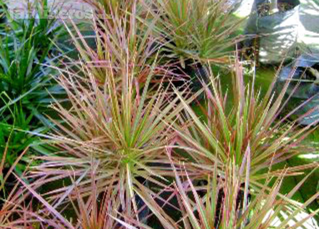 Dracena Marginata