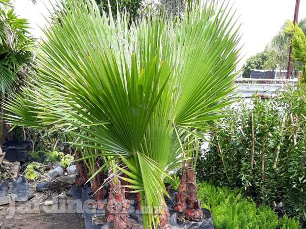 Palma washingtonia