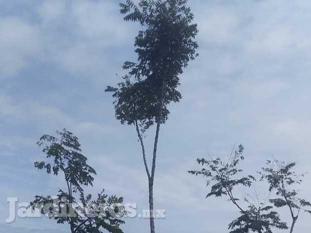 Arbol flama china