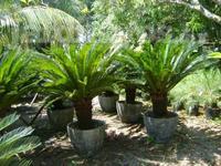 Palmas cycas.