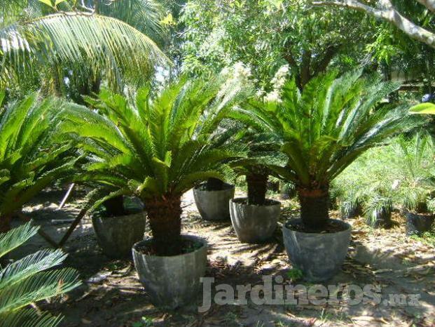 Palmas cycas.