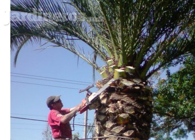 Poda de árboles urbanos.