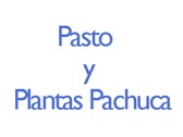 Pasto y Plantas Pachuca