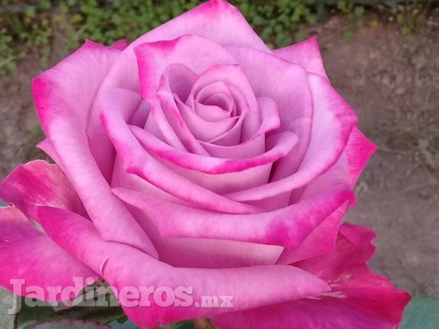 Rosas