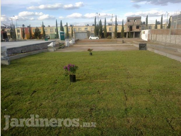 Colocación de pasto quikuyo en conventos II, Guadalupe, Zac.