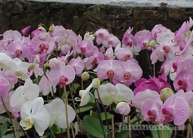 Phalaenopsis