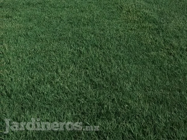 Pasto kikuyo