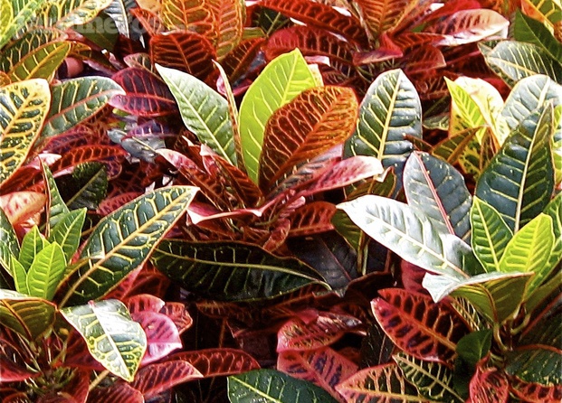 Viveros Terra