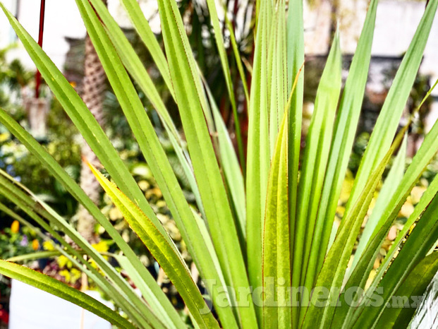 Maguey Pandanus