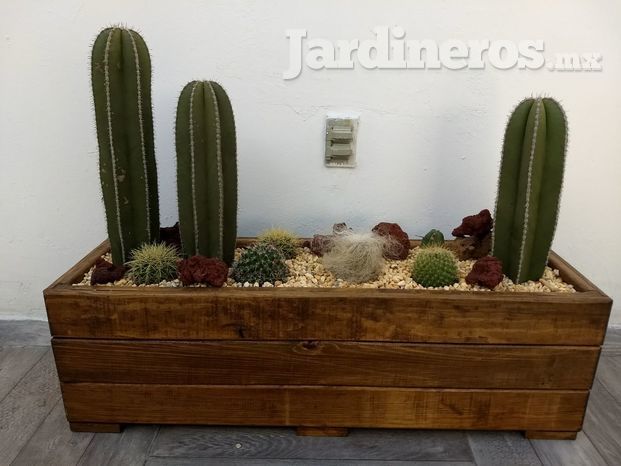 Jardinera con cactus