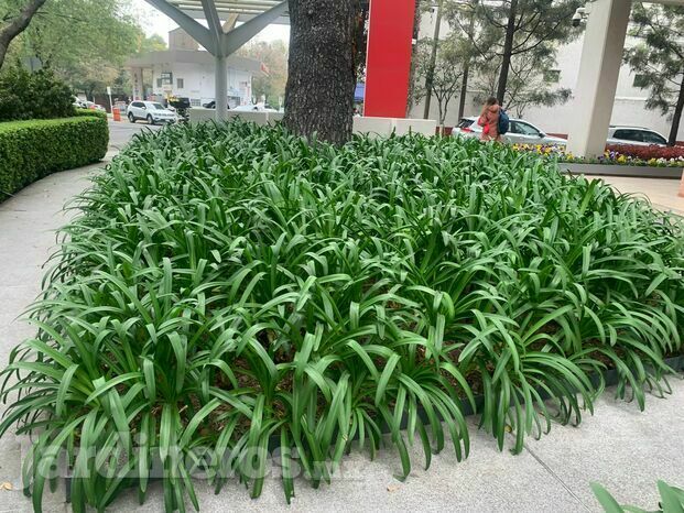 Mantenimiento de areas verdes