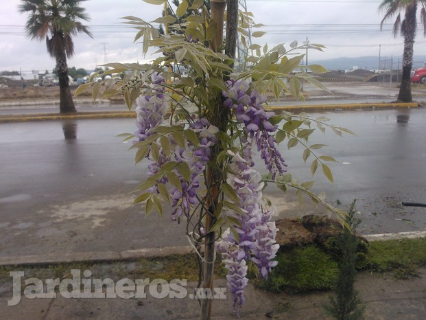 Wisteria Sinensis